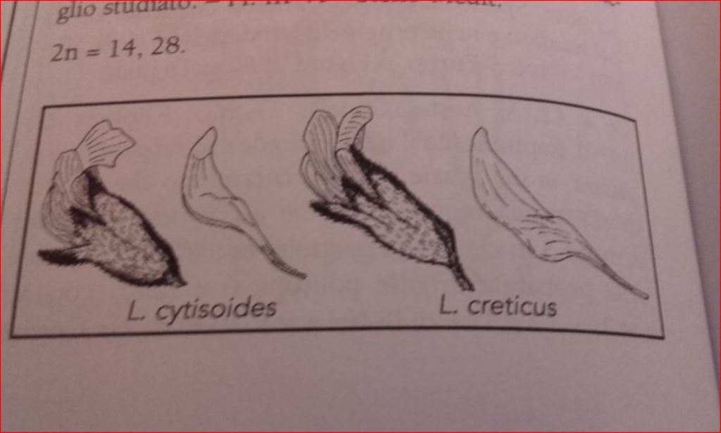 Fabaceae:  Lotus cytisoides (Complesso di)